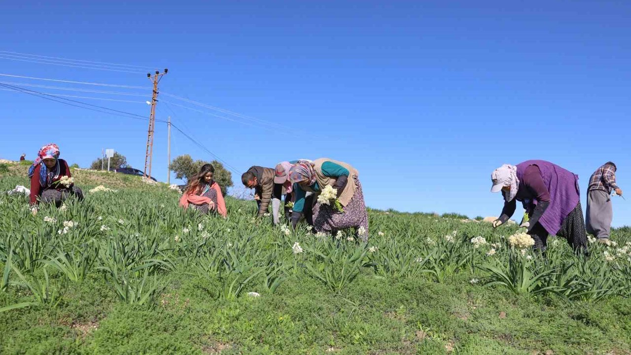 Mersin’de atıl araziler nergisle değerlendi, üretim 10 kat arttı
