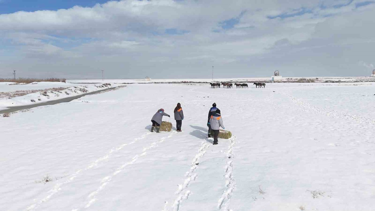 Büyükşehirden ‘dilsiz dostlara’ merhamet eli: Soğuk günlerde sıcak bir dokunuş
