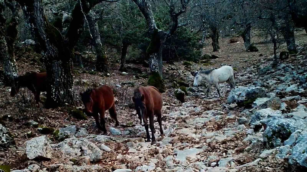 Kovada Gölü Milli Parkı’nda yaban hayatı fotokapana yansıdı
