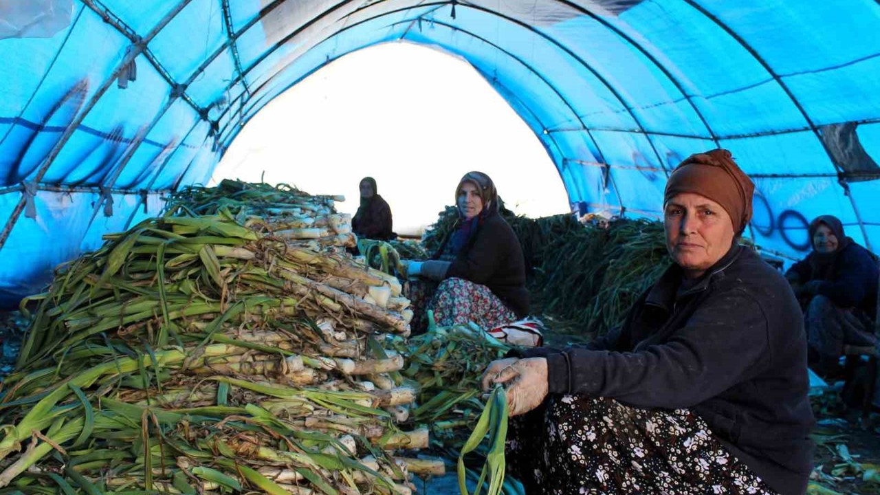 Lüleburgaz’da pırasa hasadı
