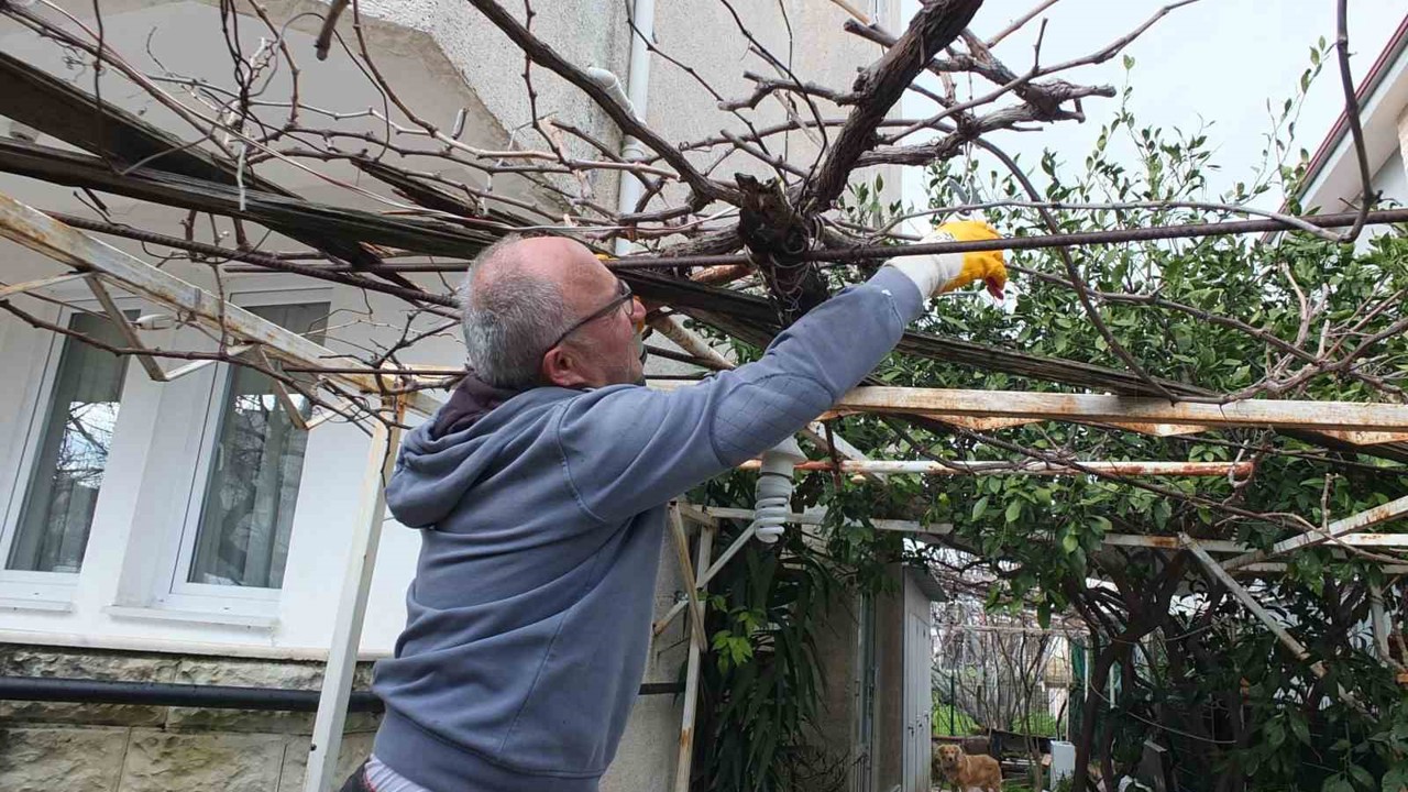 Burhaniye’de asmalarda budama sezonu başladı
