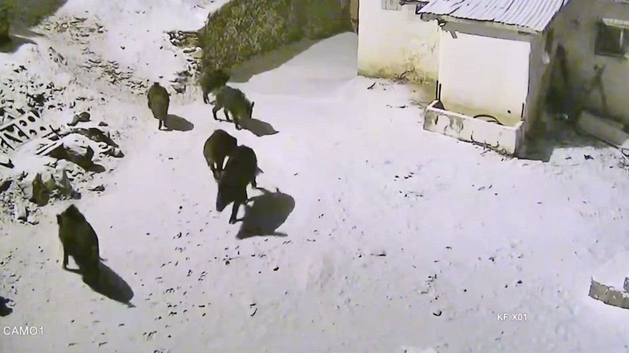 Yiyecek arayan domuz sürüsü köye indi
