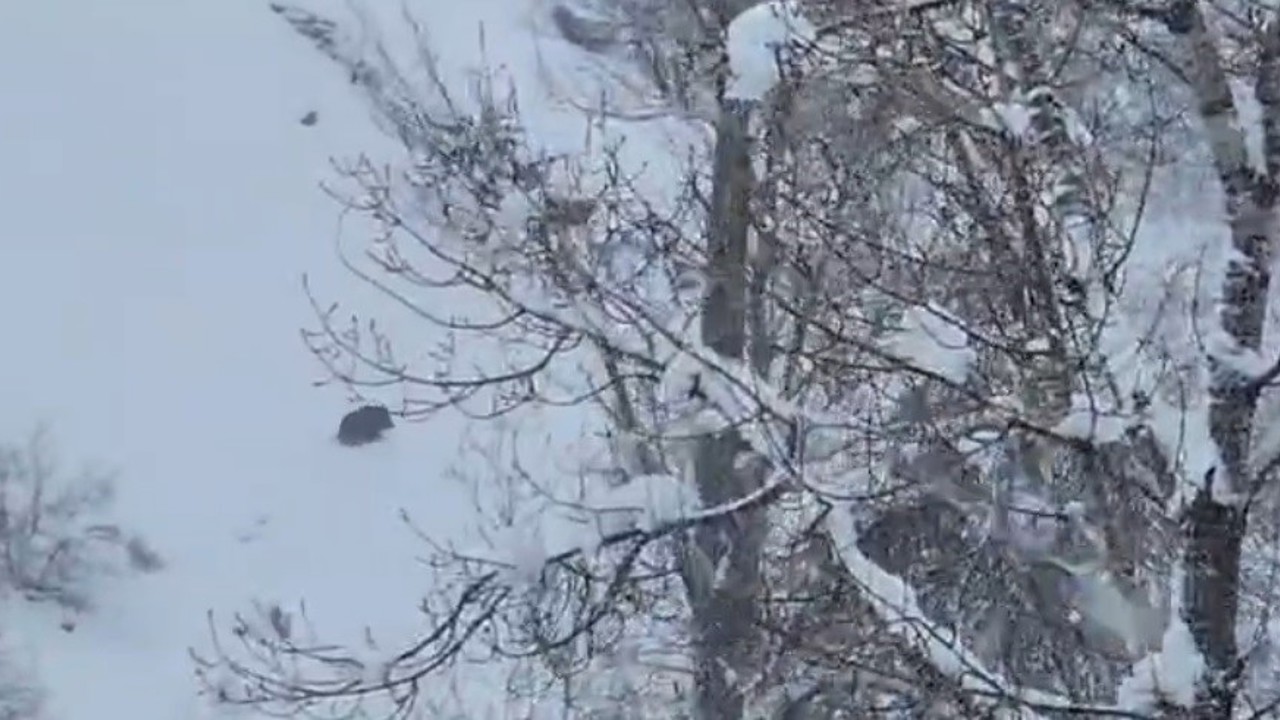 Karlı havada yiyecek arayan yaban domuzu görüntülendi
