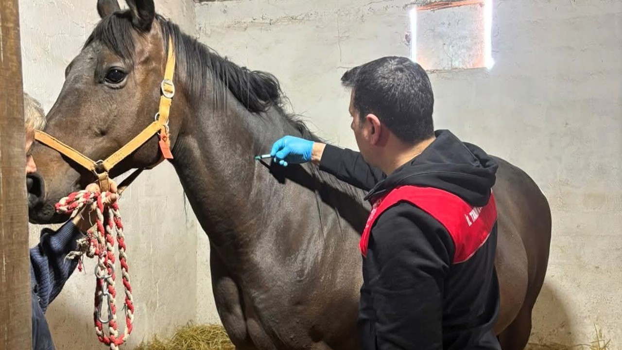 Safkan atlar aşılanıyor
