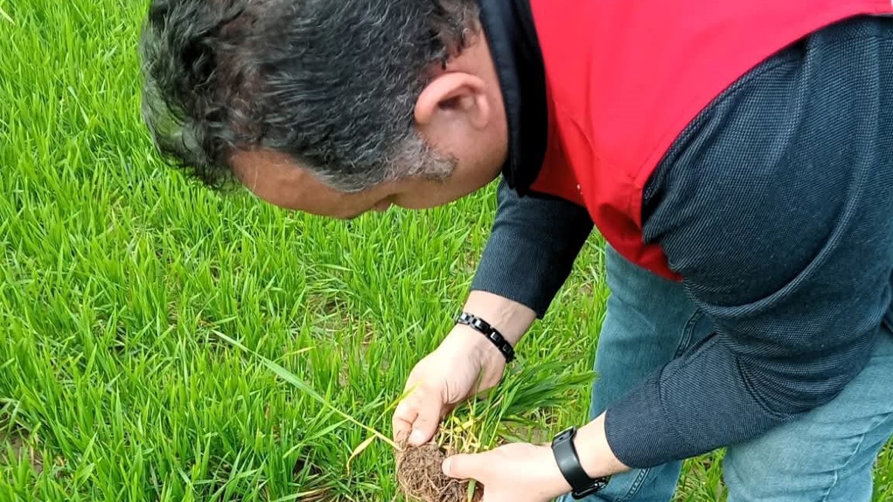 Lüleburgaz’da kanola ve buğday ekili alanlarda teknik kontroller yapıldı
