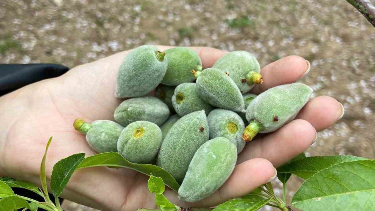 Datça’nın ünlü ‘çağla badem’i tezgaha inmeye hazır
