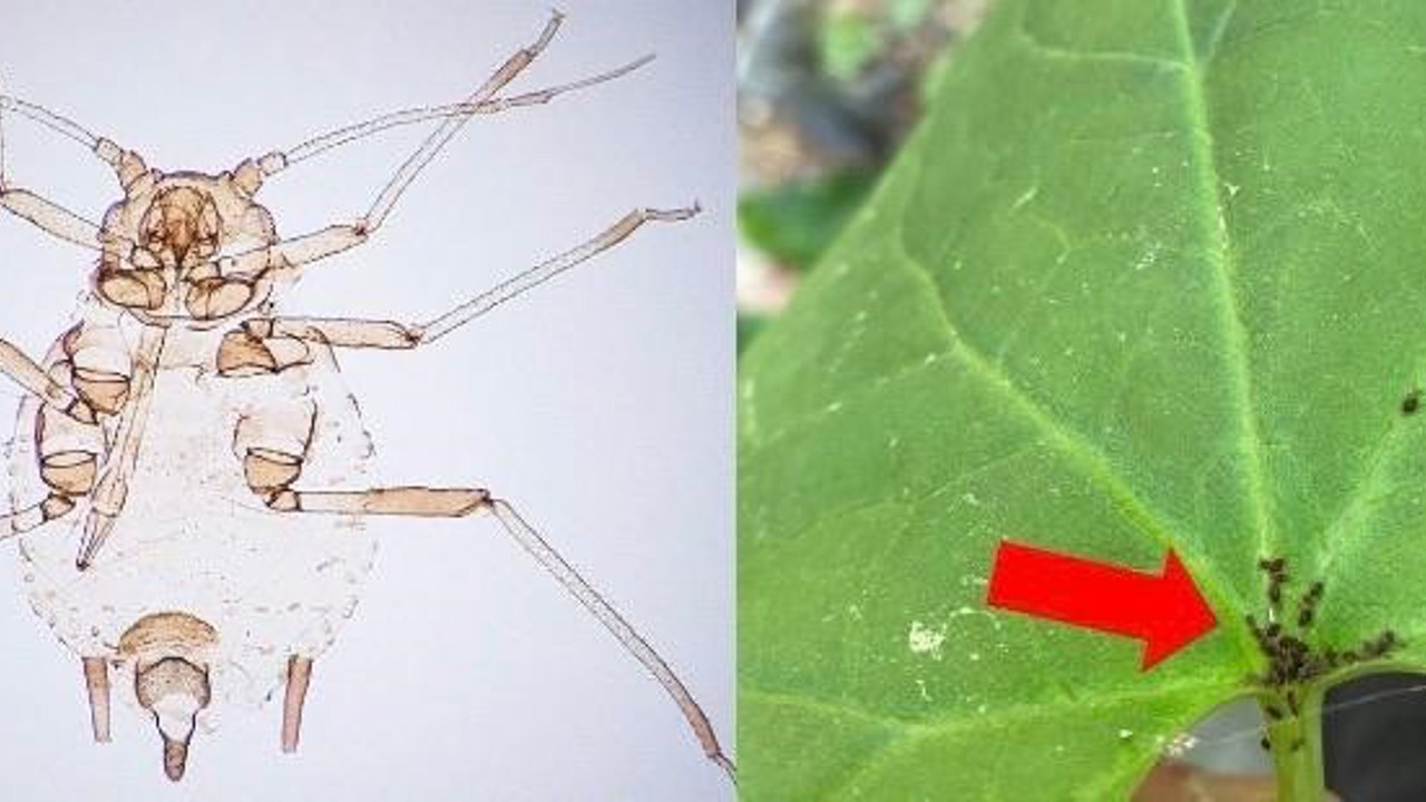 Kaz Dağları’nda yeni bir böcek türü keşfedildi
