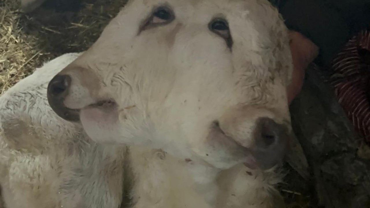 Erzurum’da çift başlı buzağı dünyaya geldi
