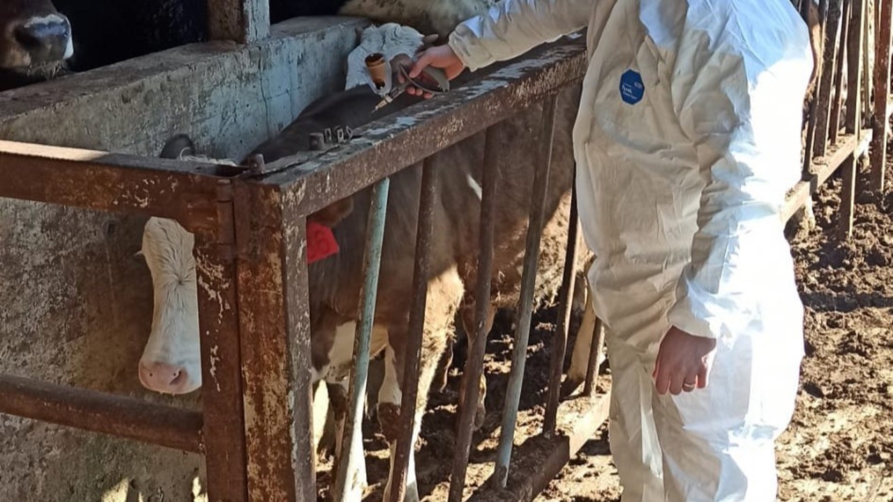 Hayvan sağlığı güvence altına alınıyor
