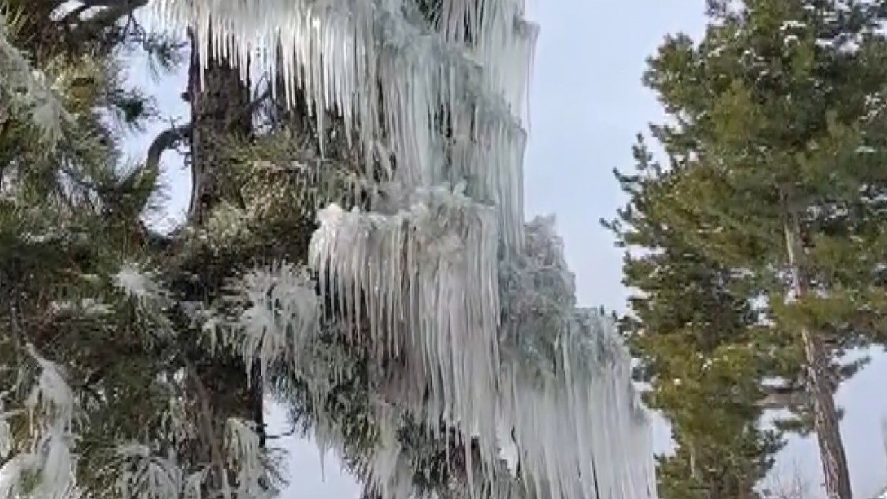 Kışın çetin şartları doğada şölen sundu
