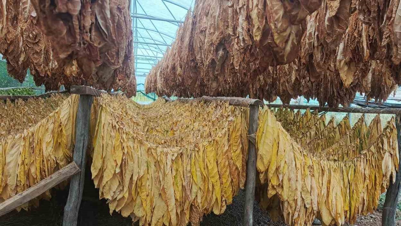 Bilecik’te tütün ve ipekböceği için ilk adım atıldı
