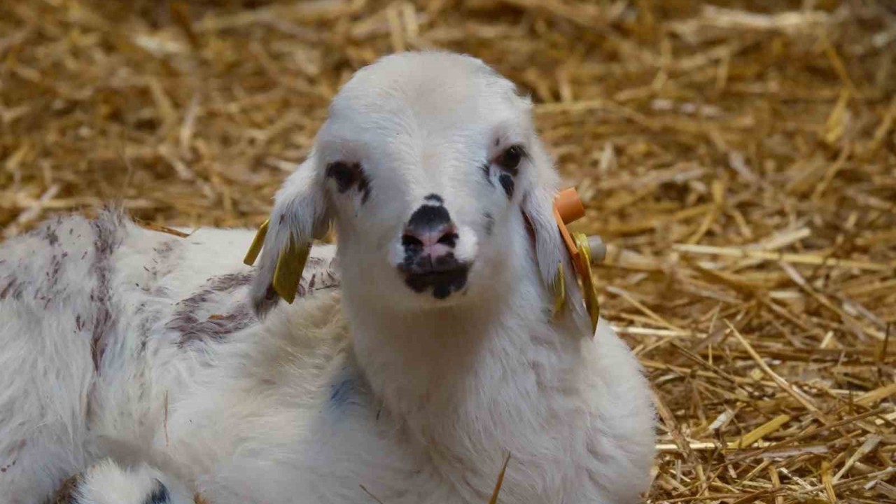 Koyunlara suni tohumlama geliyor
