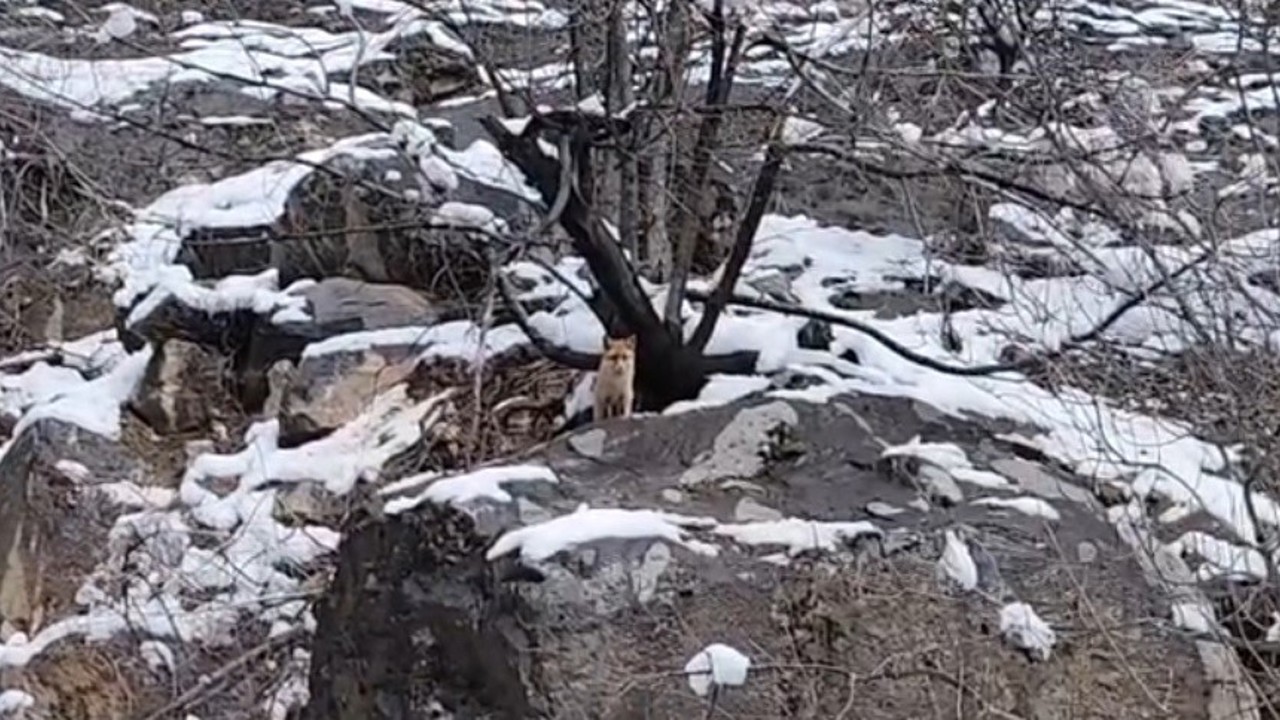 Karlar arasında yiyecek arayan tilki görüntülendi
