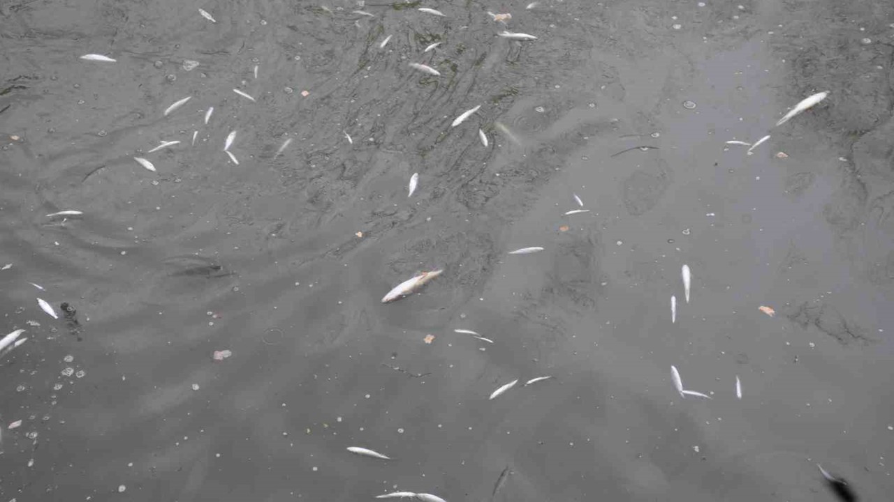 Çayda korkutan görüntü: Yüzeye çıkan balıklar ölüyor
