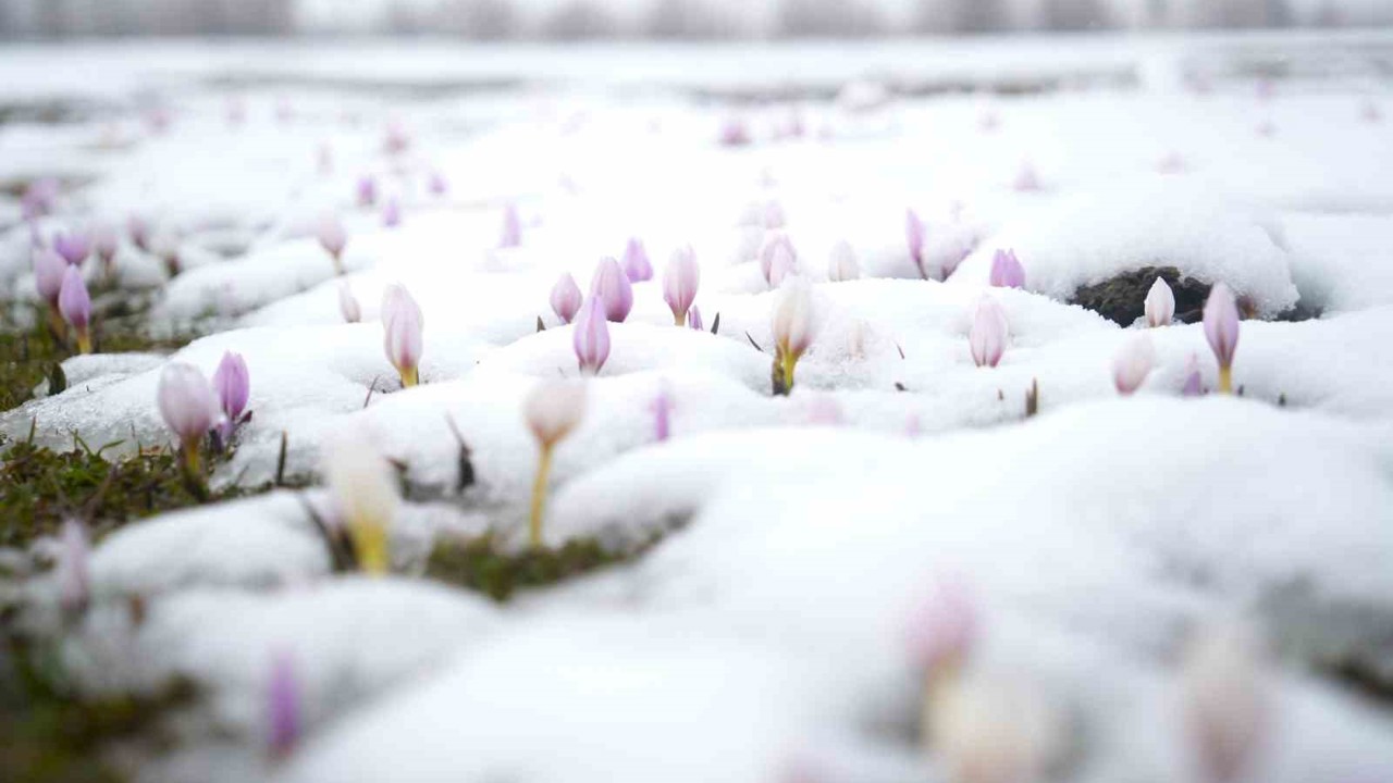 Baharın habercisi çiğdemler kar altında kaldı
