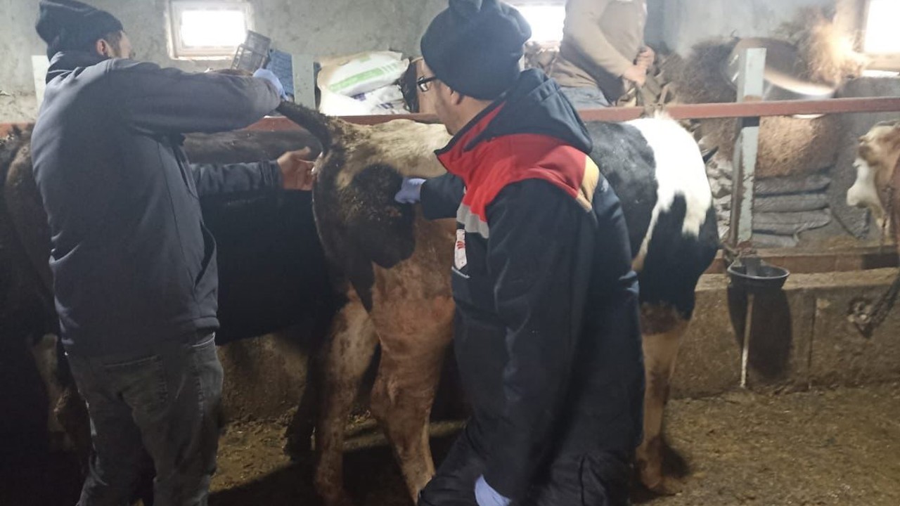 Beyşehir’de şap ile mücadelede çalışmaları
