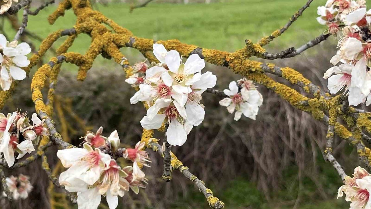 Hayrabolu’da badem ağaçları erken çiçek açtı
