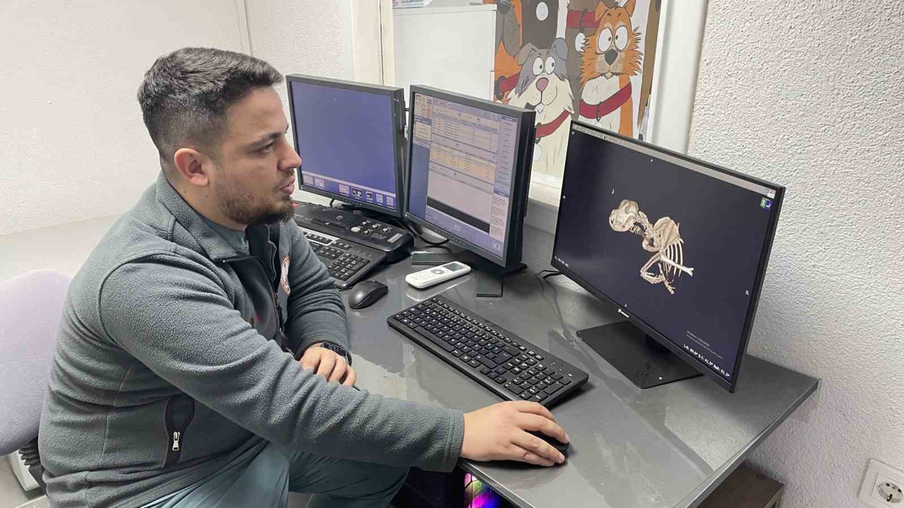 Kulağından beynine tümör yayılan sokak köpeği zorlu operasyonla hayata tutundu
