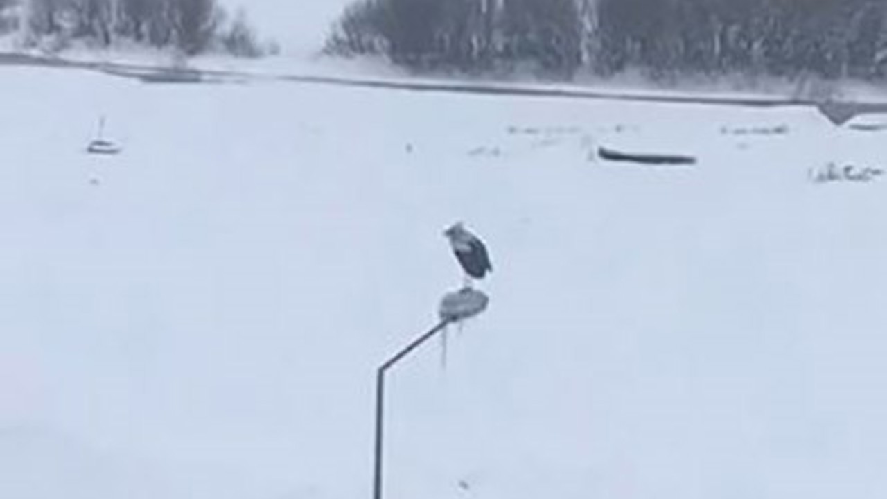 Kar ve soğuğa rağmen elektrik direğinde ayakta duran Leylek dikkat çekti
