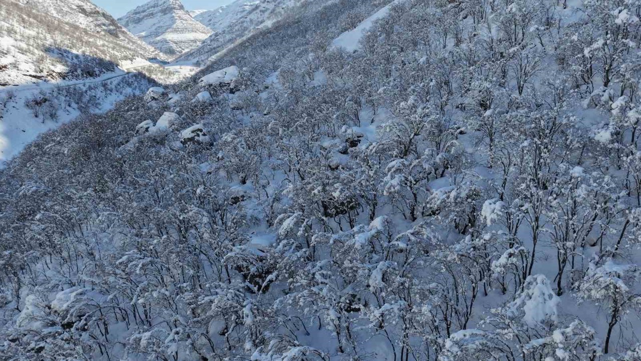 Şırnak’ta ormanlık alan beyaza büründü
