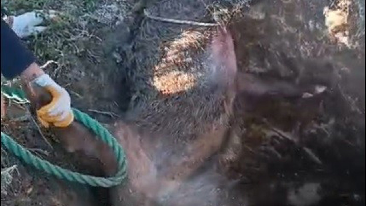 Düştüğü çukurda mahsur kalan yaban domuzunu vatandaşlar kurtardı
