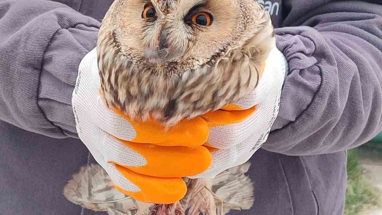 Karapınar’da yaralı baykuş tedaviye alındı
