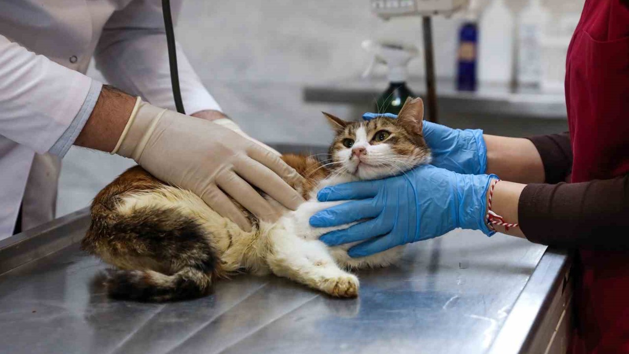 Yaralı kediye Büyükşehir şefkati
