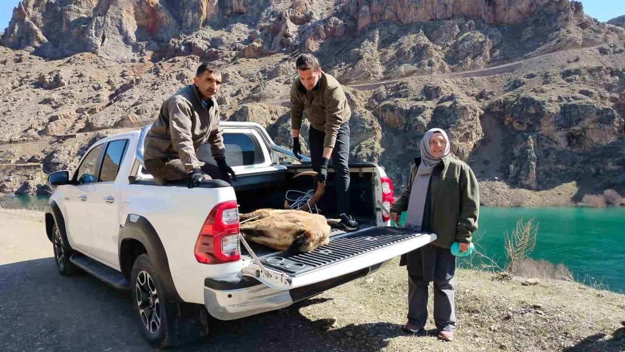 Elazığ’da yaralı dağ keçisi için ekipler seferler oldu
