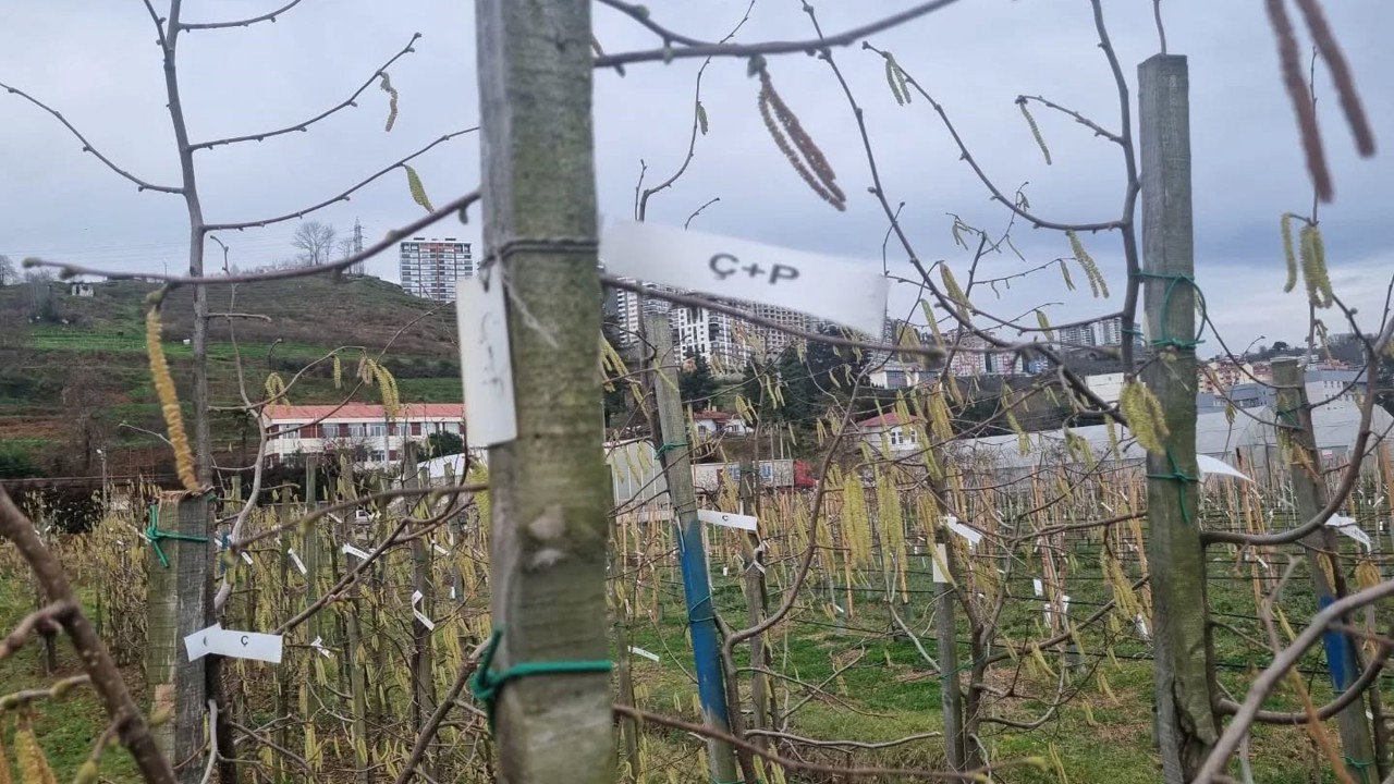 Fındıkta kozalak akarı verim kaybına yol açıyor
