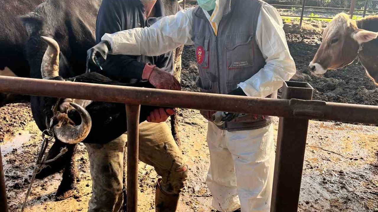 Efeler’de 15 bin hayvan aşılandı
