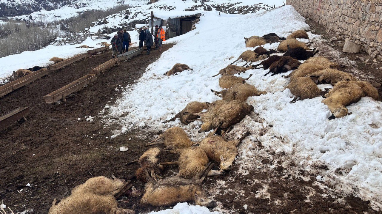 Erzincan’da yemden zehirlendikleri düşünülen 80 koyun telef oldu
