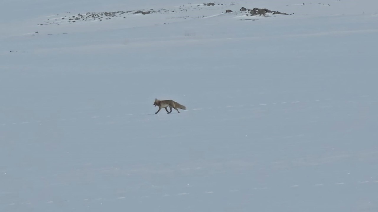 Tilkiler yol kenarında yiyecek aradı

