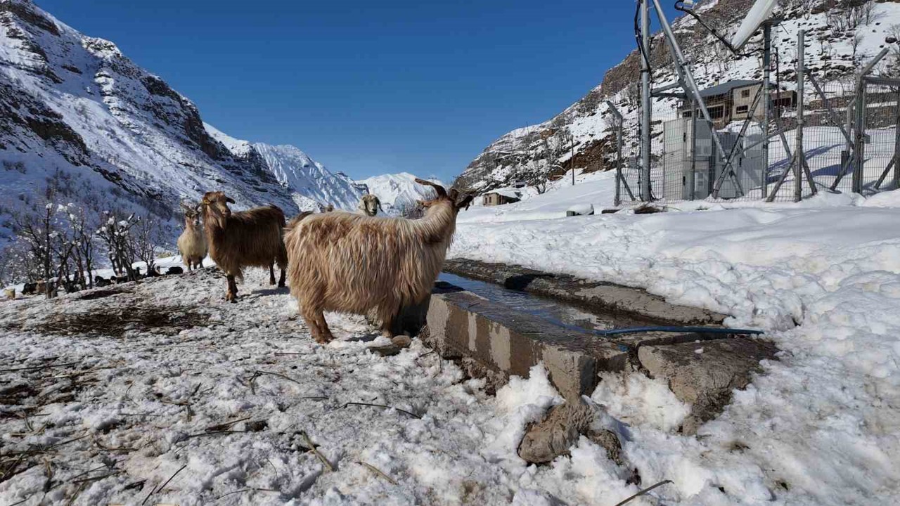 Şırnak’ta keçi besiciliği gittikçe yok oluyor
