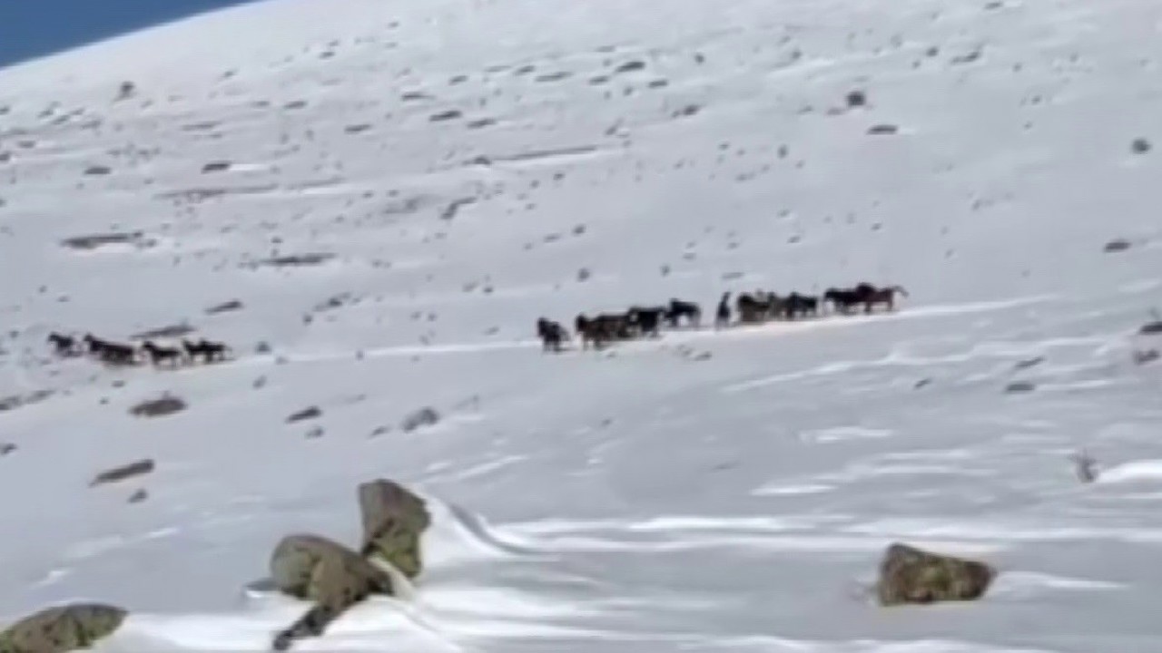 Yılkı atları karla kaplı doğada dans etti, o anlar cep telefonu kamerasına yansıdı
