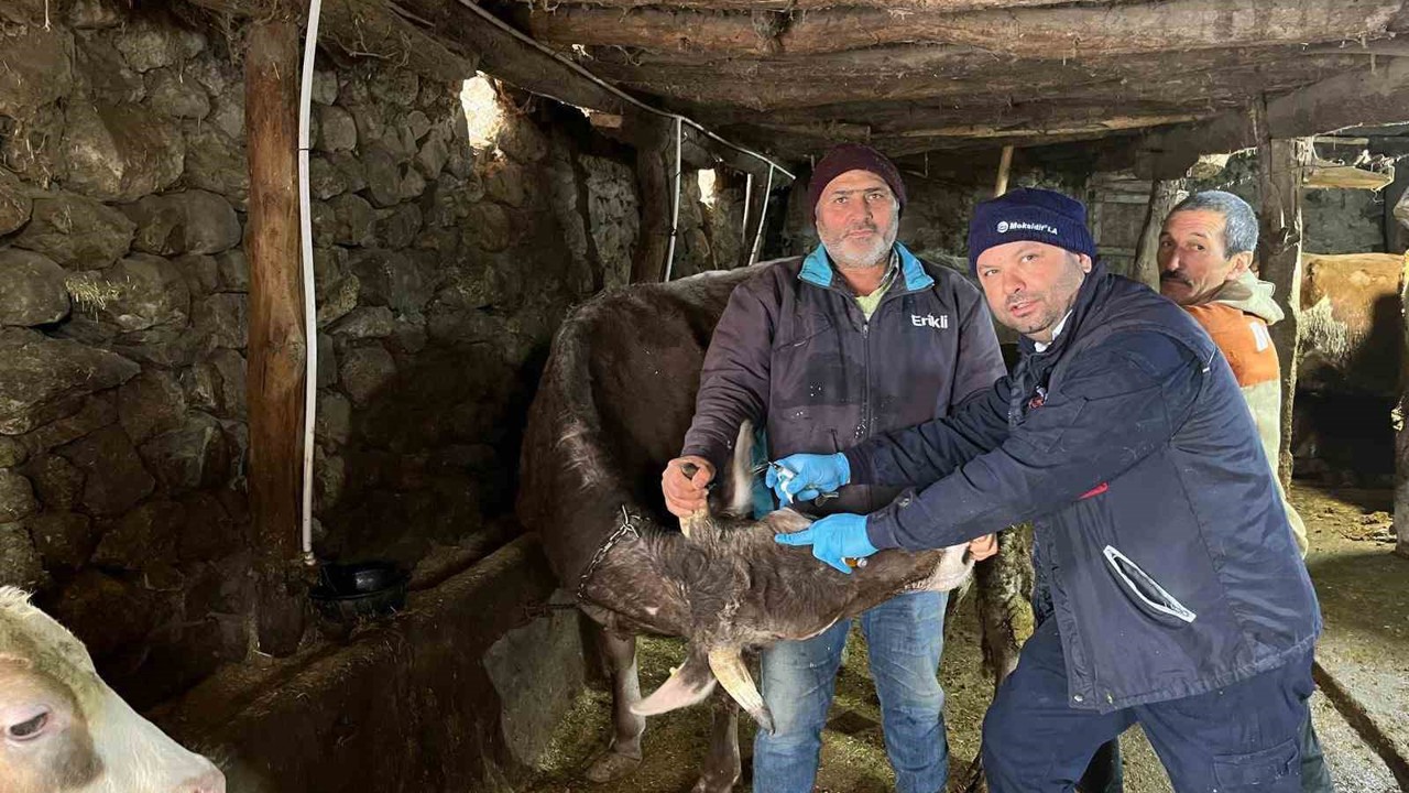 Tokat’ta  şap hastalığına karşı yoğun mesai

