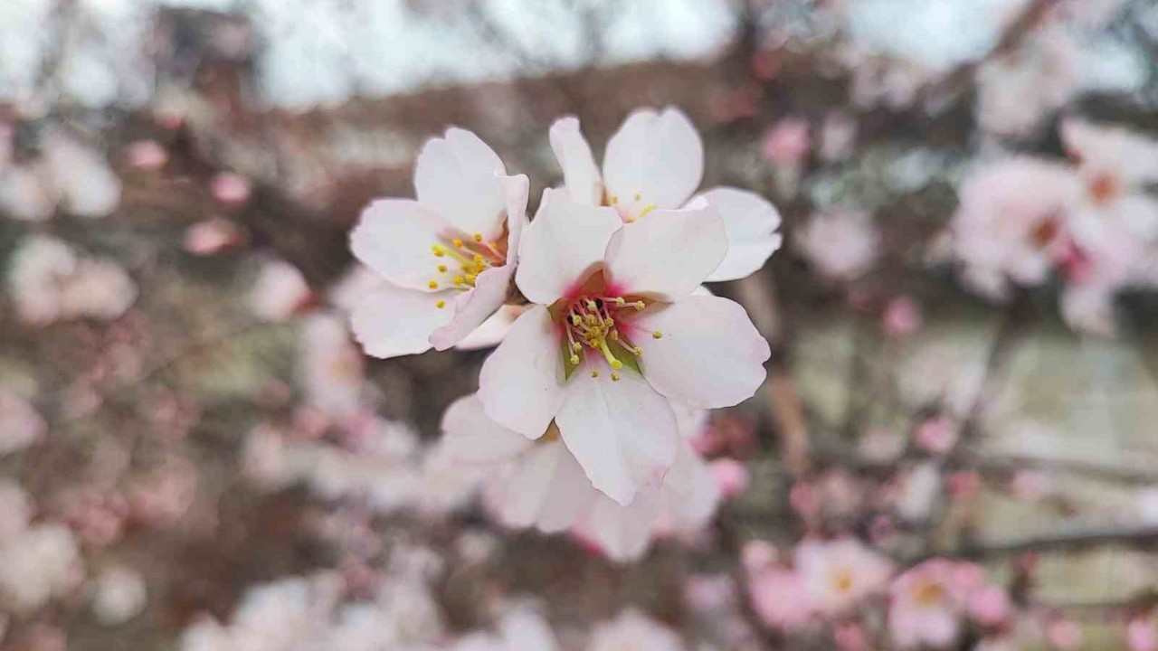Yozgat’ta mart ayında bahar tablosu
