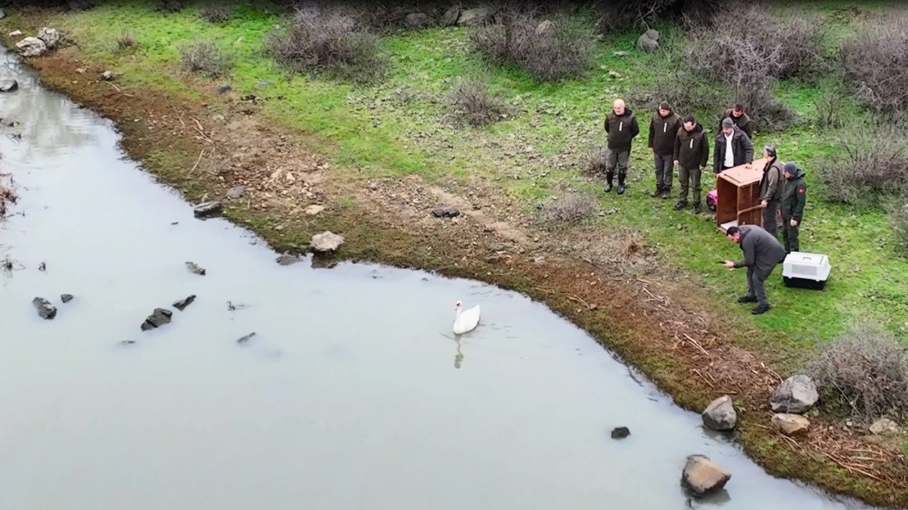 Ankara’da düşen kuğu Edirne’de özgürlüğüne kavuştu
