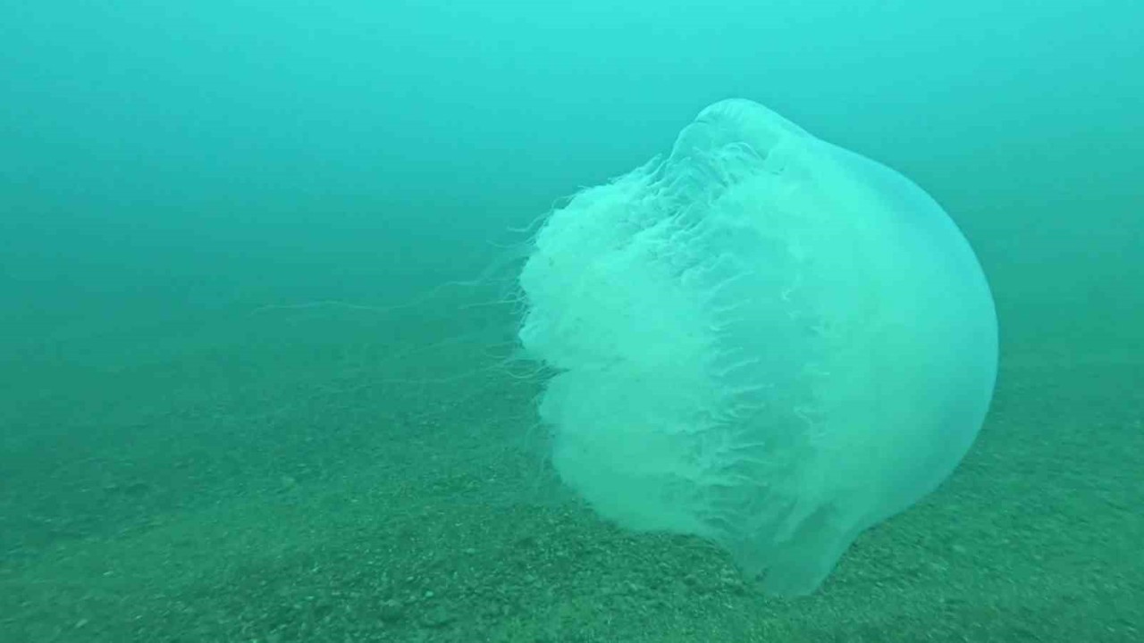 Poyraz, Akdeniz’deki en büyük denizanası türünü Antalya Körfezi’ne soktu
