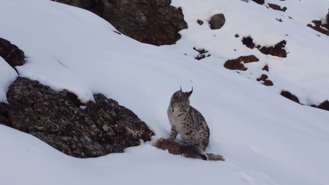 Erzincan’da "Doğadaki Kız" nesli tükenme tehlikesi altındaki vaşağı görüntüledi

