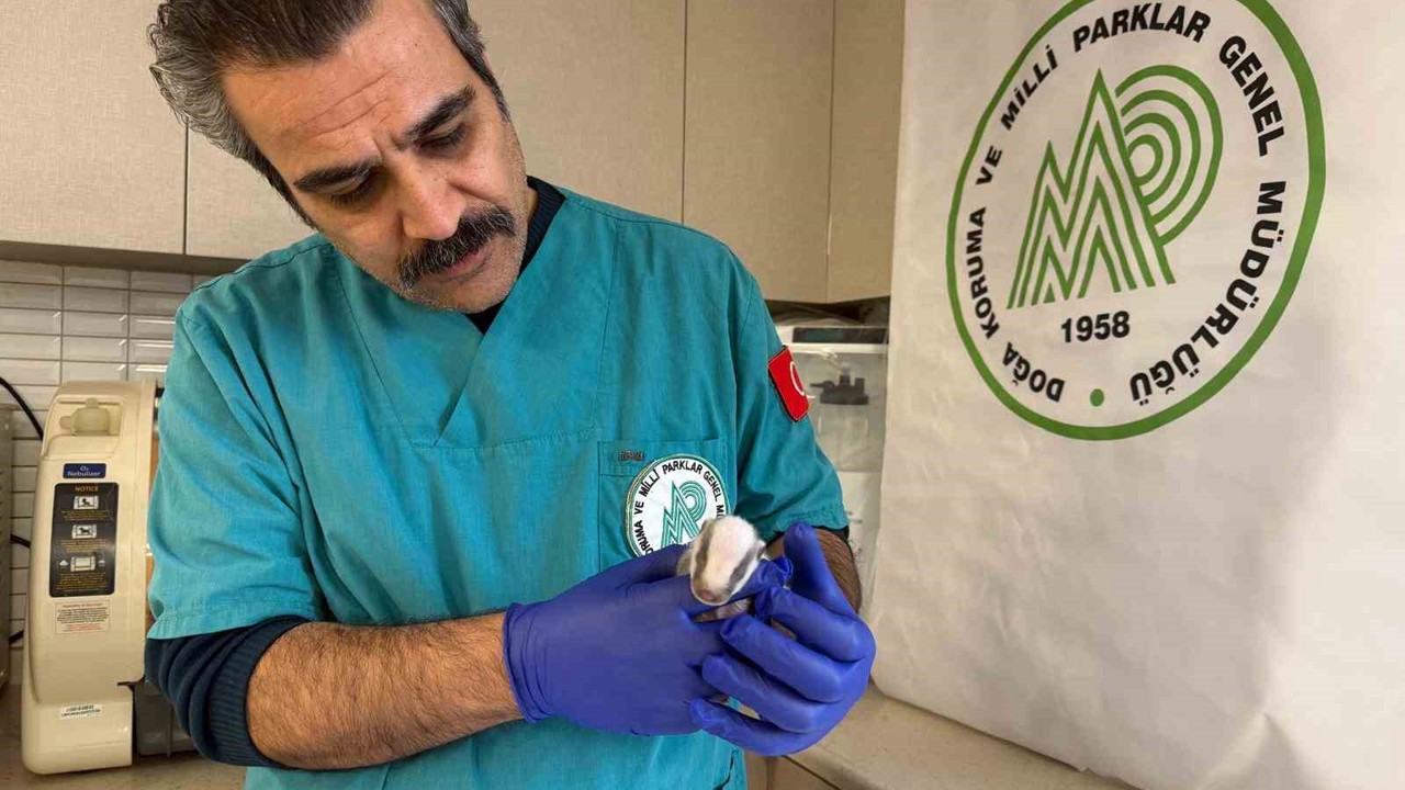 Balıkesir’de bitkin halde bulunan porsuk yavrusu koruma altına alındı
