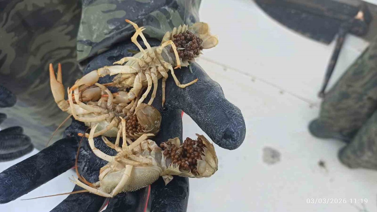 Eğirdir Gölü’nde kaçak pinterlere el konuldu, kerevitler göle bırakıldı
