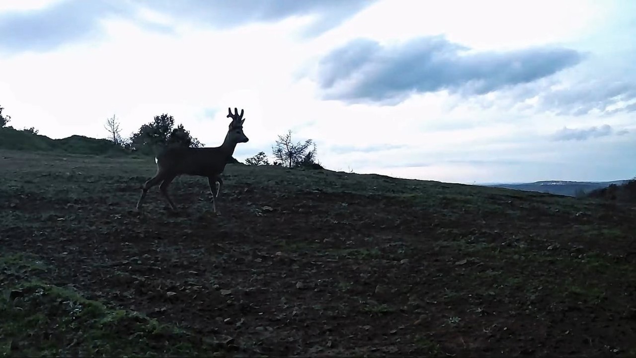 Ganos Dağları’nda karacalar fotokapana yakalandı
