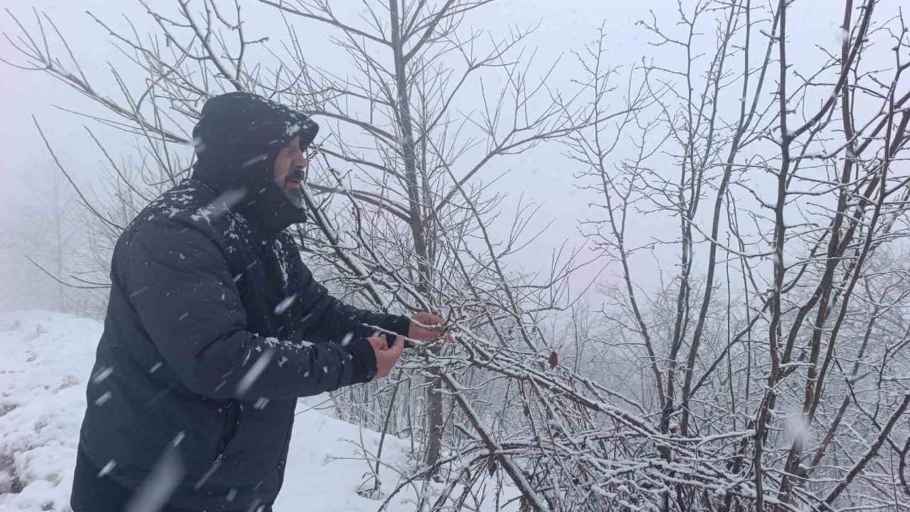 Kar altında kalan fındık bahçeleri, üreticileri tedirgin ediyor
