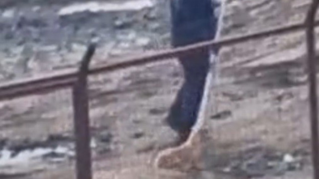 Sakarya Valiliğinden iki ilçedeki barınak görüntülerine ilişkin açıklama
