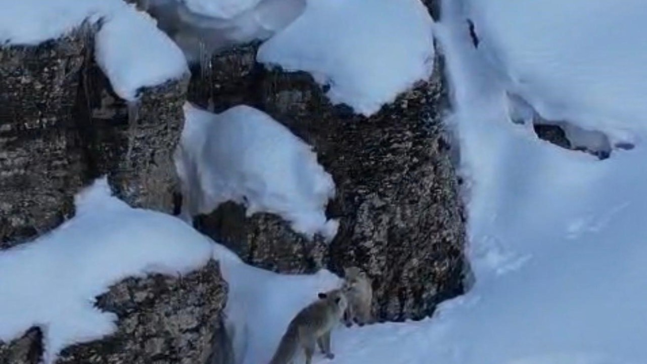 Şırnak’ta tilkiler kar üstünde yiyecek ararken görüntülendi
