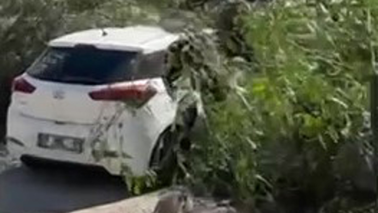 Adana’da şiddetli rüzgar ağaçları devirdi
