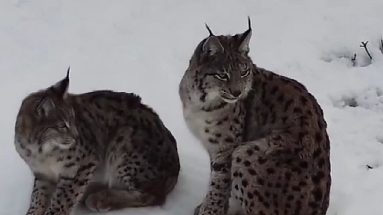 "Ormanın hayaleti" vaşak ailesi Refahiye’de havadan görüntülendi
