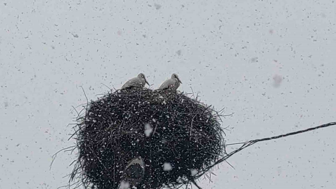 Bingöl’e erken gelen leylekler kara yakalandı
