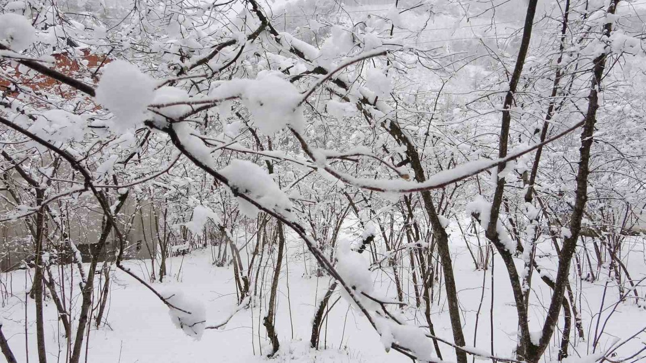 Fındıkta don endişesine bilimsel açıklama: "Şu an risk yok, fayda var"
