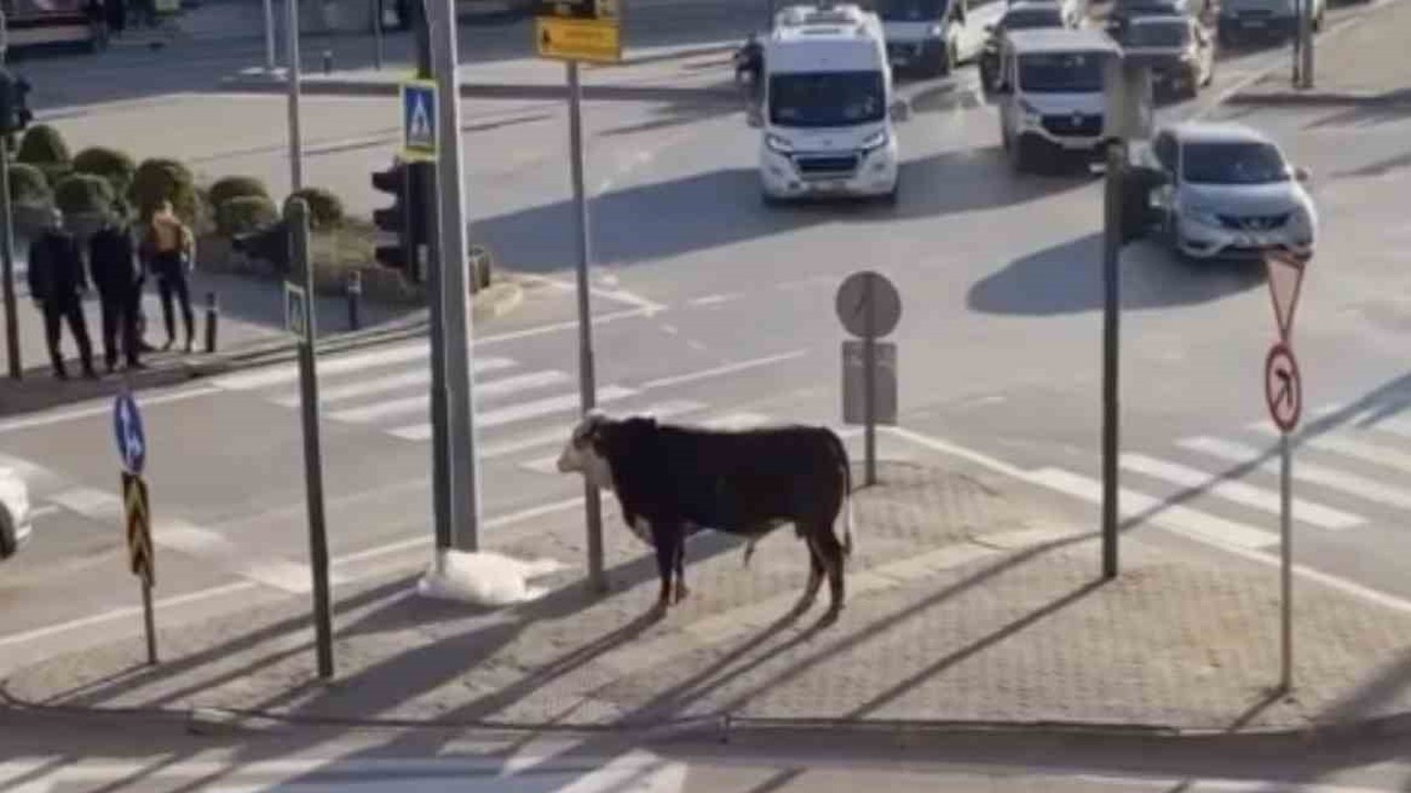 Bursa’da kaçan boğa trafiği karıştırdı, Ankara yolunda metrelerce koştu
